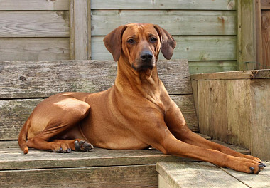 Rhodesian Ridgeback