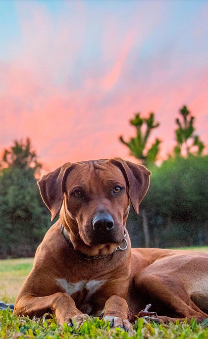 Ridgeback against the sunset