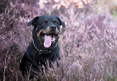 Rottweiler