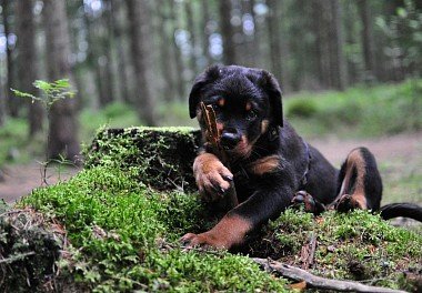 Rottweiler