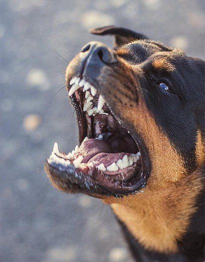 Rottweiler Teeth