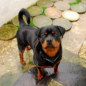 Rottweiler