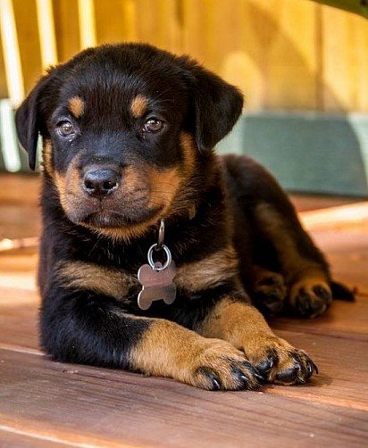 Rottweiler puppy