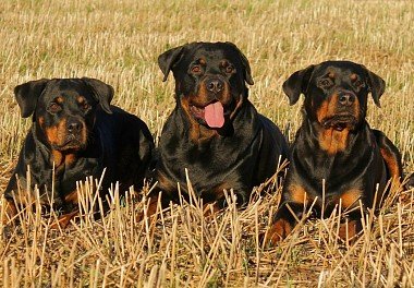 Rottweiler