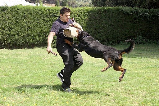 Rottweiler Training