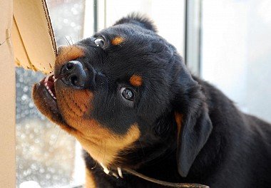 Rottweiler