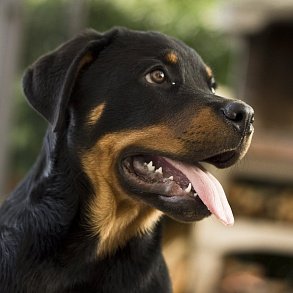 Rottweiler