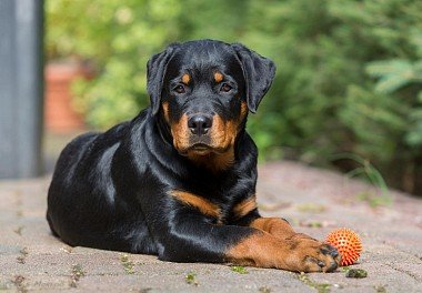 Rottweiler