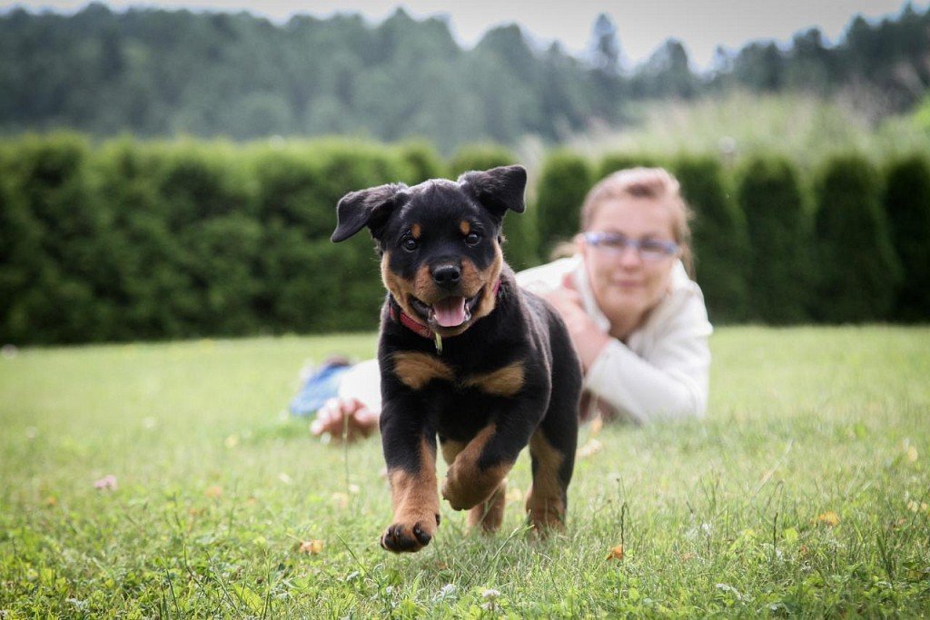 Playing with a puppy