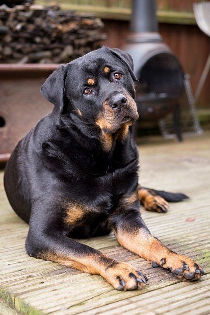 Rottweiler