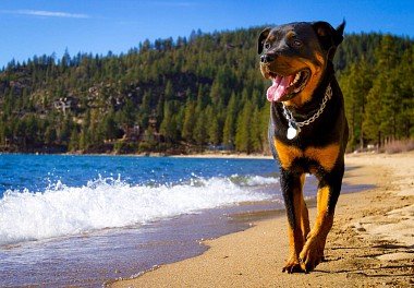 Rottweiler