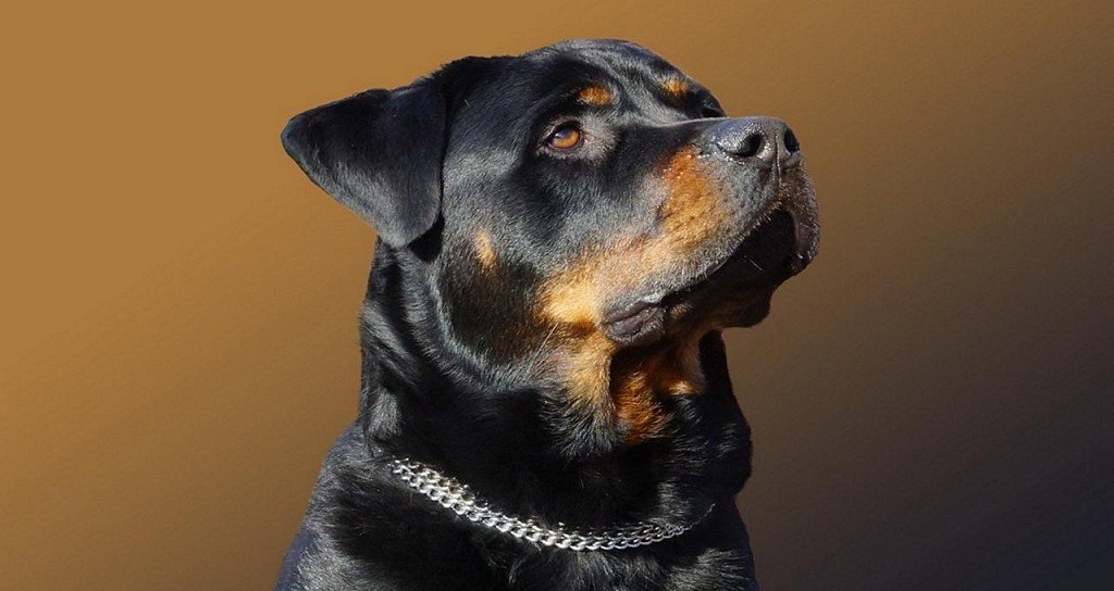 Rottweiler muzzle