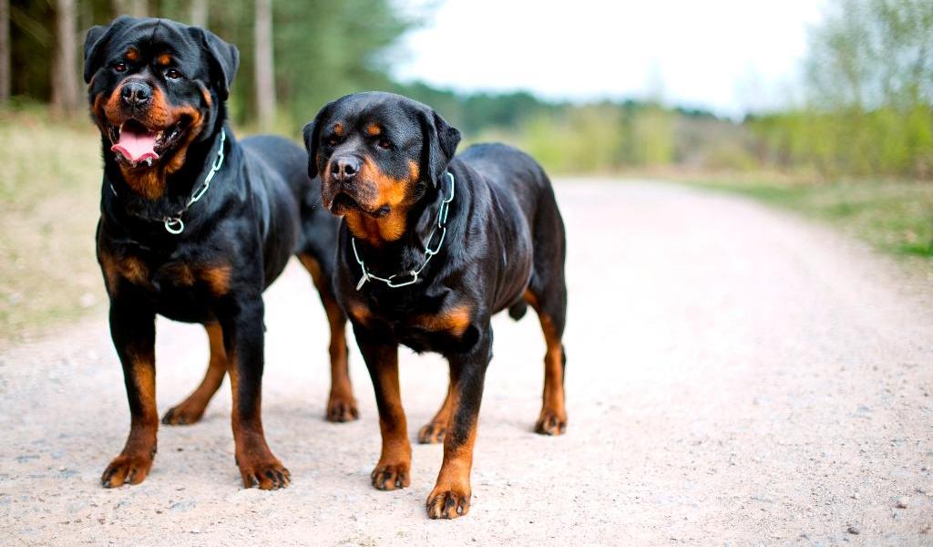 Rottweiler