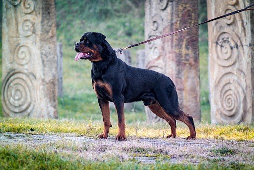 Rottweiler