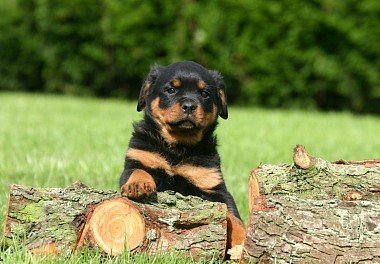 Rottweiler