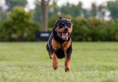 Rottweiler