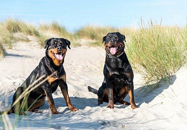 Rottweiler