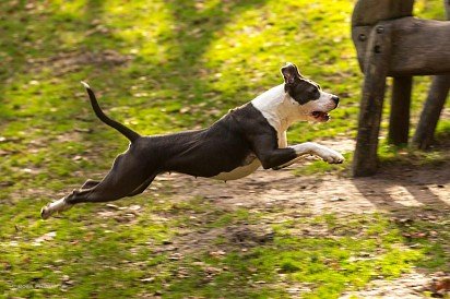 Running Amstaff