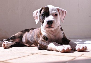 American Staffordshire Terrier