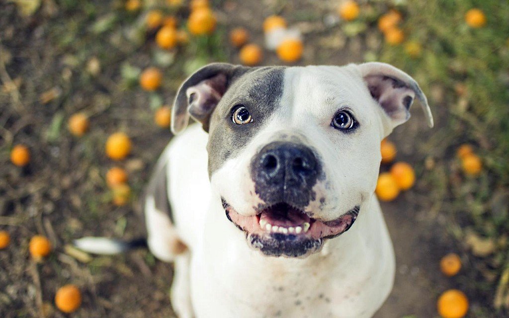 American Staffordshire Terrier Muzzle