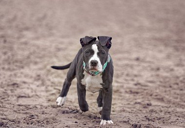 American Staffordshire Terrier