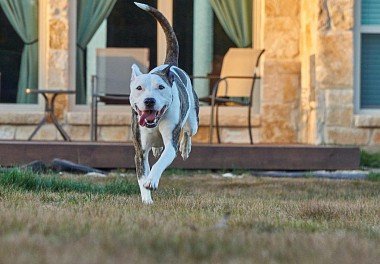 American Staffordshire Terrier