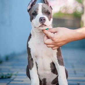 American Staffordshire Terrier