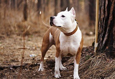 American Staffordshire Terrier