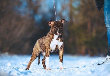 American Staffordshire Terrier