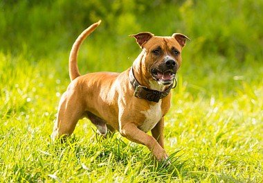 American Staffordshire Terrier