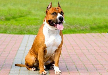 American Staffordshire Terrier