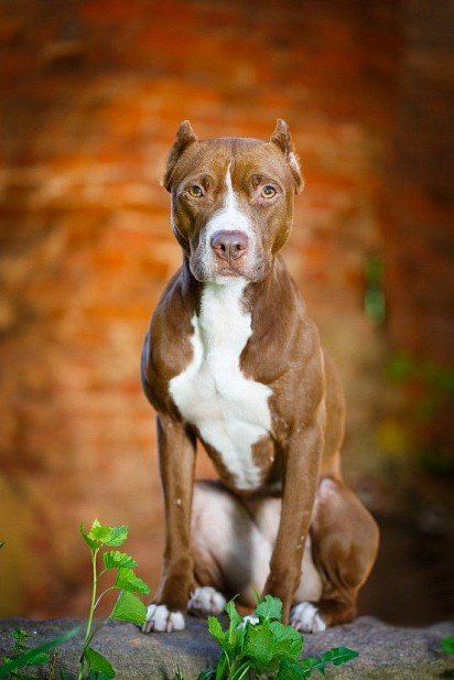 American Staffordshire Terrier