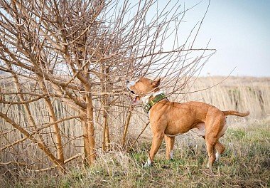 American Staffordshire Terrier