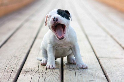 American Staffordshire Terrier puppy