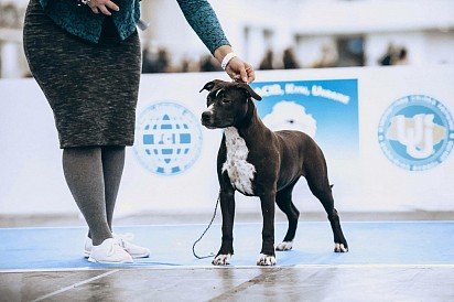 amstaff on display