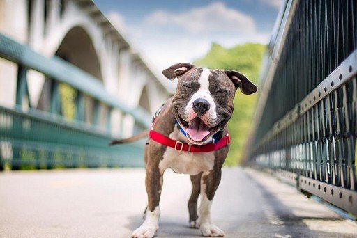 American Staffordshire Terrier