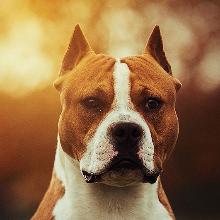 Staffordshire Terrier