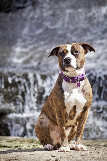 American Staffordshire Terrier with unbought ears