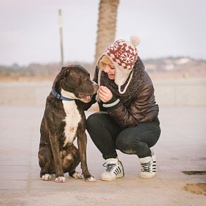 American Staffordshire Terrier