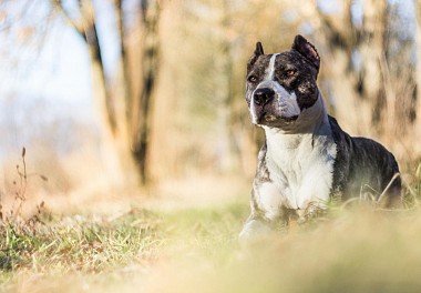 American Staffordshire Terrier