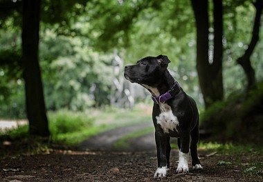 American Staffordshire Terrier