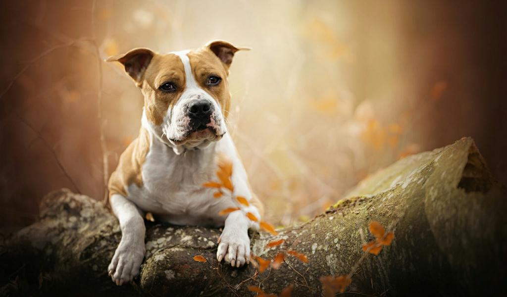 American Staffordshire Terrier