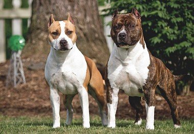 American Staffordshire Terrier