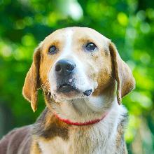 Russian Piebald Hound