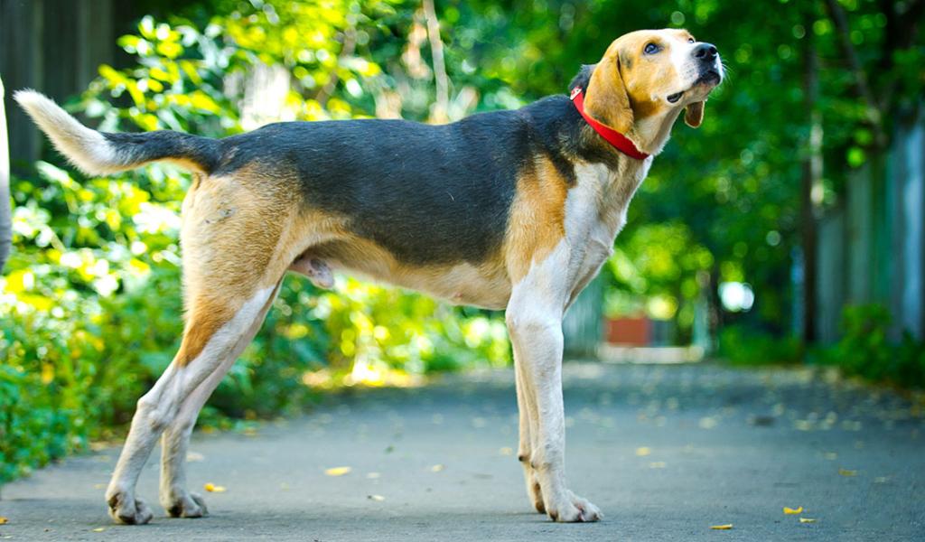 Russian Cavalry Hound