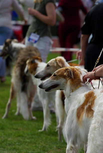 Russian Greyhounds on display