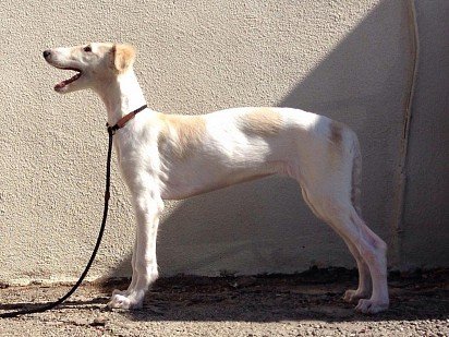 Russian Greyhound Puppy