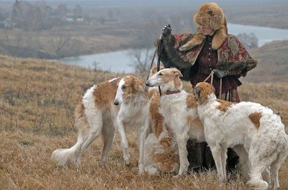 Hunting with a Russian Greyhound