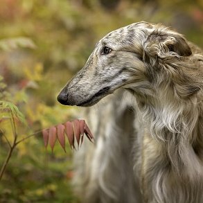 Russian Greyhound