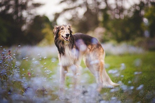 Russian Greyhound